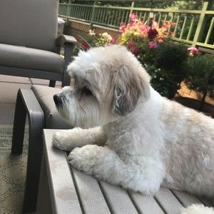 Meet your Posher, Irma